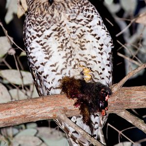 Powerful Owl with Dinner