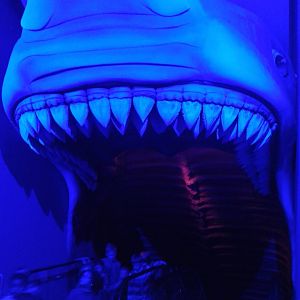 Going into the shark