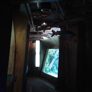 Gangway to the shark tunnel