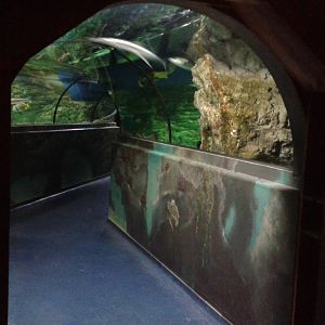 Shark tunnel