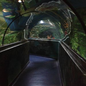 Shark tunnel