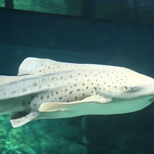 Zebra shark