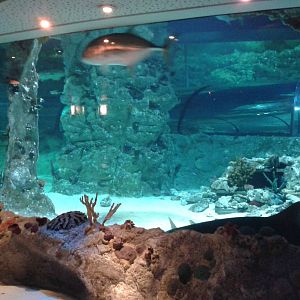 View at the shark aquarium