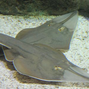 Guitar fishes species