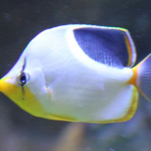 Saddled butterflyfish