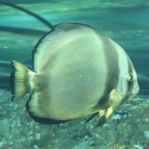 Batfish