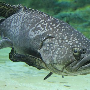 Grouper ID