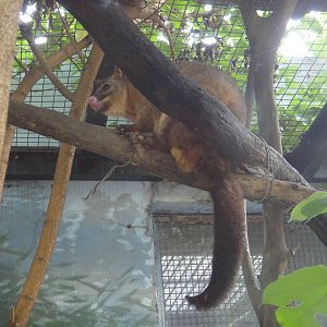 Brushtail possum