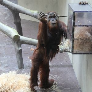 Sumatran Orang-utan
