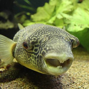 Giant Freshwater Puffer