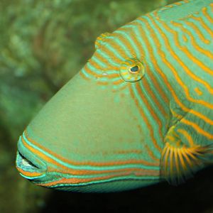 Orange-striped Triggerfish