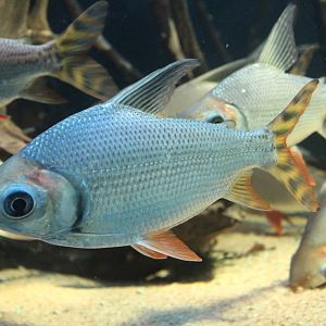 Silver Prochilodus