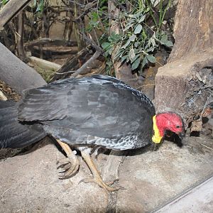 Australian Brush Turkey