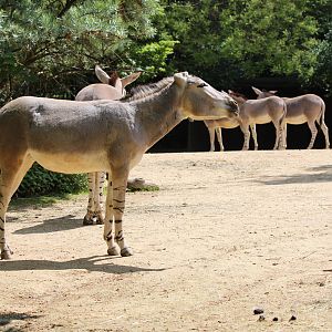 Somali Wild Ass