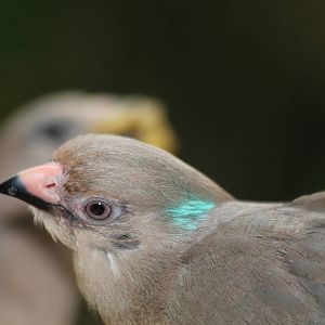Blue-naped Mousebird
