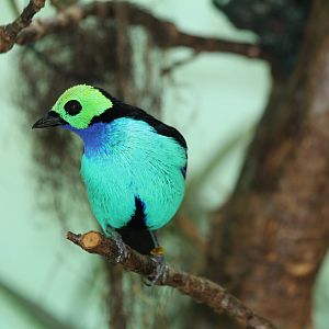Paradise Tanager