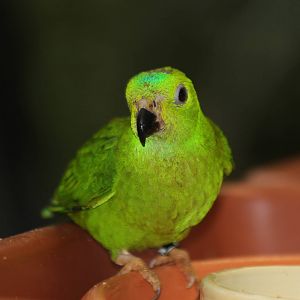Blue-topped Hanging Parrot