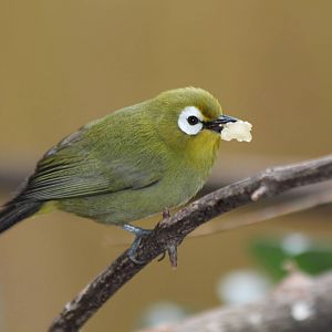 African Montane White-eye