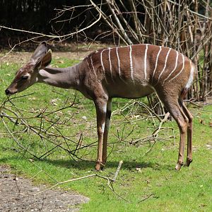 Lesser Kudu