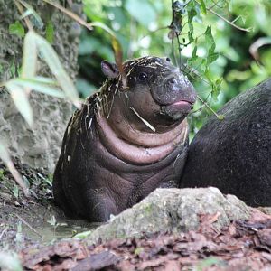 Young Pygmy Hippopotamus