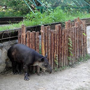 Enrichment for Baird?s tapir