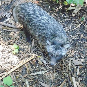 Raccoon Dog aka Tanuki