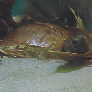 Arakan Forest Turtle