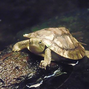 Pan's Box Turtle