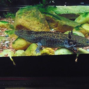 Lake Zacapu Salamander