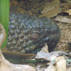 Guatemalan beaded lizard
