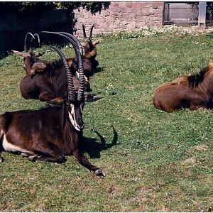 Sable Antelope