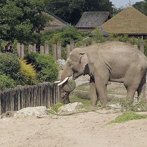 Aung Bo at breakfast