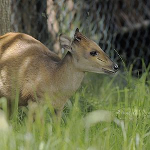 Red duiker