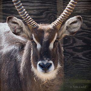 Common / Ellipsen waterbuck : Whipsnade : 22 Jun 2014