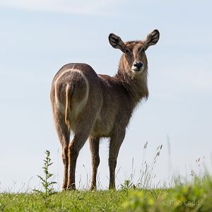 Common / Ellipsen waterbuck : Whipsnade : 22 Jun 2014