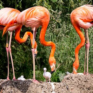 American flamingo : Whipsnade : 22 Jun 2014