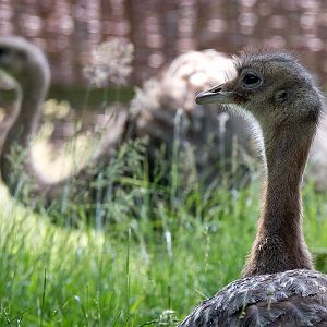 Lesser / Darwin's rhea : Whipsnade : 22 Jun 2014