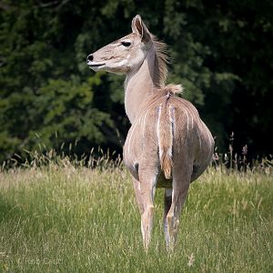 Greater kudu : Whipsnade : 22 Jun 2014