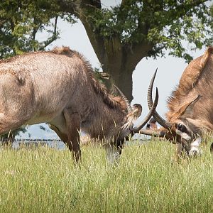 Roan antelope : Whipsnade : 22 Jun 2014