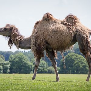 Bactrian camel : Whipsnade : 22 Jun 2014
