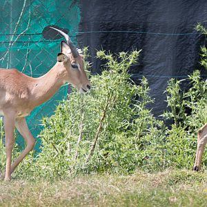 Impala : Whipsnade : 22 Jun 2014