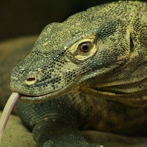 Komodo Dragon