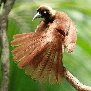 Raggiana Bird-of-paradise