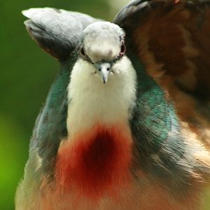 Luzon Bleeding-heart