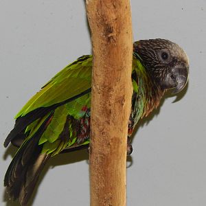 Jun. 2014 - Wings of the World - New Species 2014! - Hawk-headed Parrot