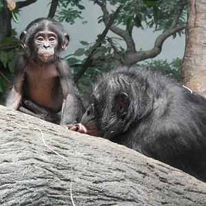 Jun. 2014 - Jungle Trails - Belle + Lisa