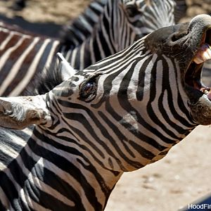 zebra waiting for treat
