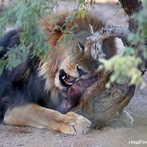 lion eating