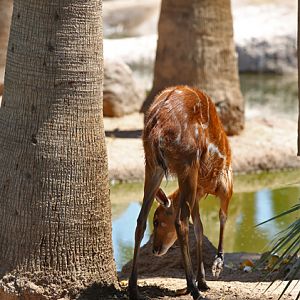 sitatunga