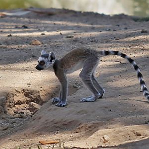 baby rt lemur